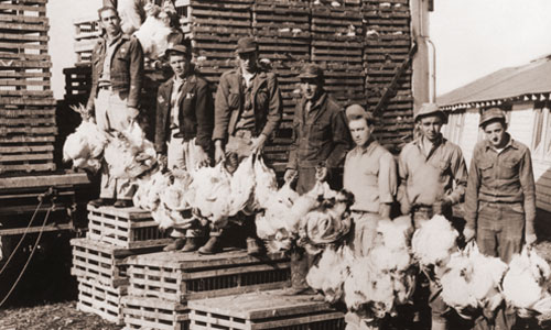 Poultry Farmers