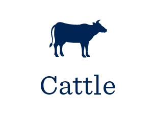 Cattle